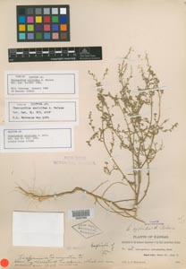 Herbarium sheet of NY 57009